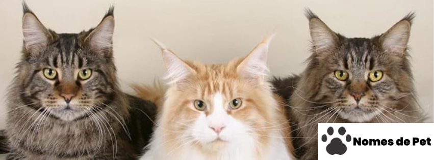 Nomes Mágicos para Gatos