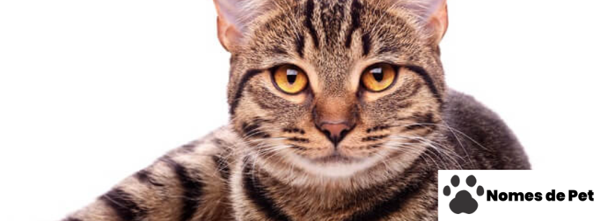 Nomes Muçulmanos para Gatos