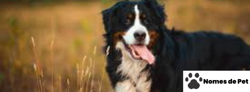 Nomes de Cães Berneses