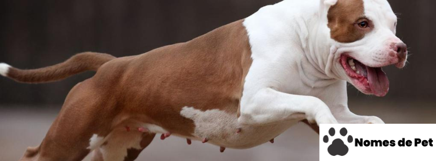 Nomes para Cães Pitbull