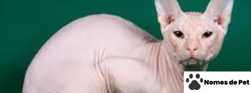 Nomes para Gatos Sem Pelo