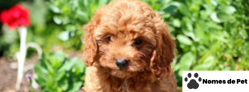 nomes de Cachorros Cavapoo